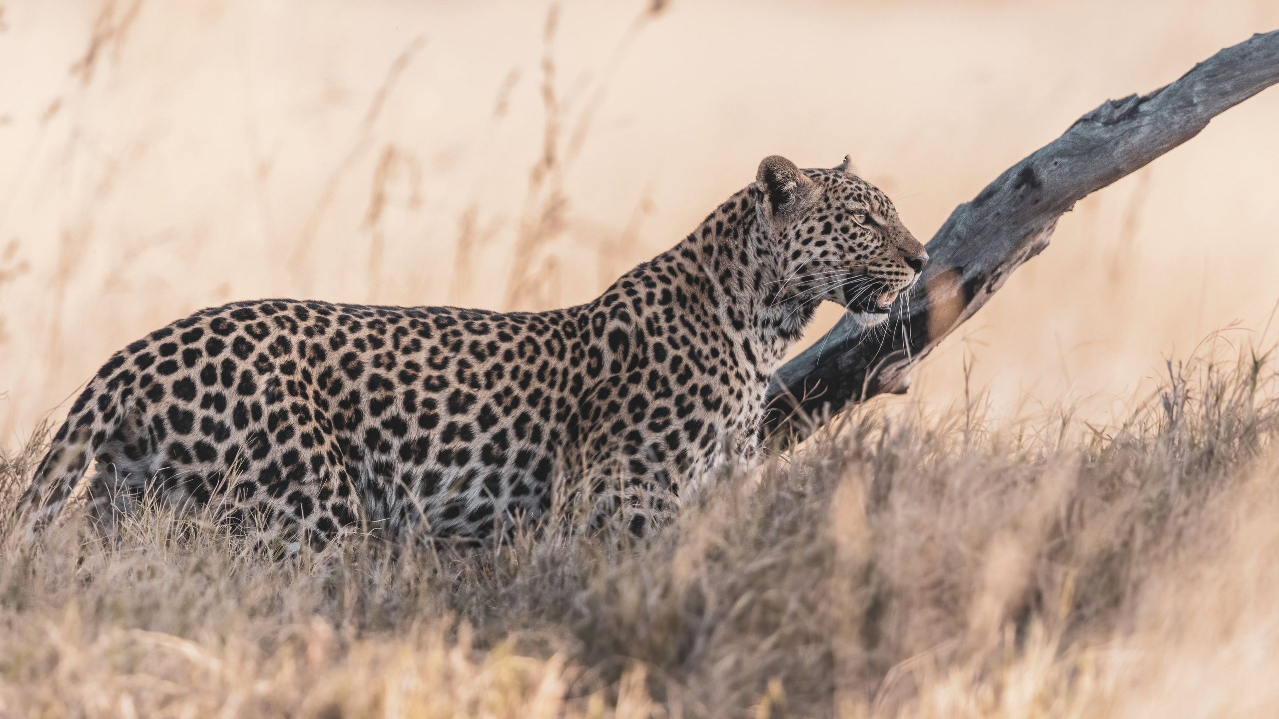 natucate-botswana-okavango-leopard-im-hohen-gras-16