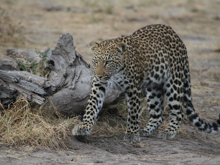 freiwilligenarbeit-artenschutz-leopard-in-suedafrika-rueckblick-2017-blog-natucate