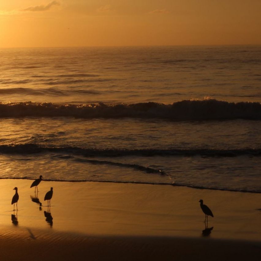 erfahrunsgbericht-costa-rica-praktikum-kundenfotos-artenschutz-ozean-natucate