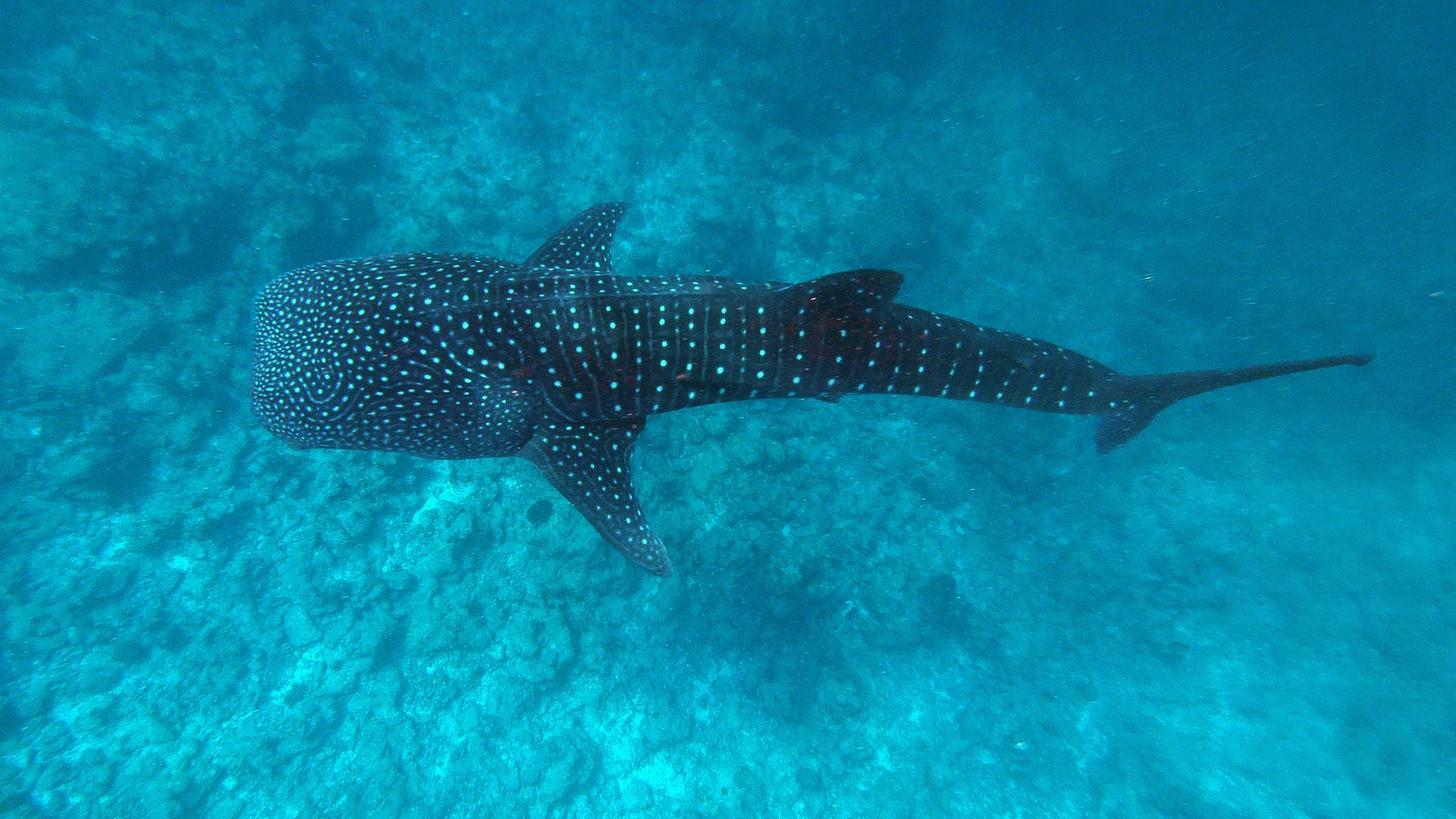 Whale shark guide: what they eat, where they're found and why they're  endangered - Discover Wildlife