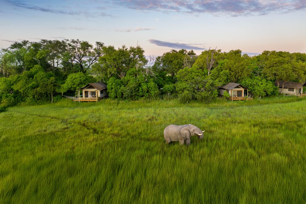natucate-pwe-botswana-khwai-little-sable-elephant