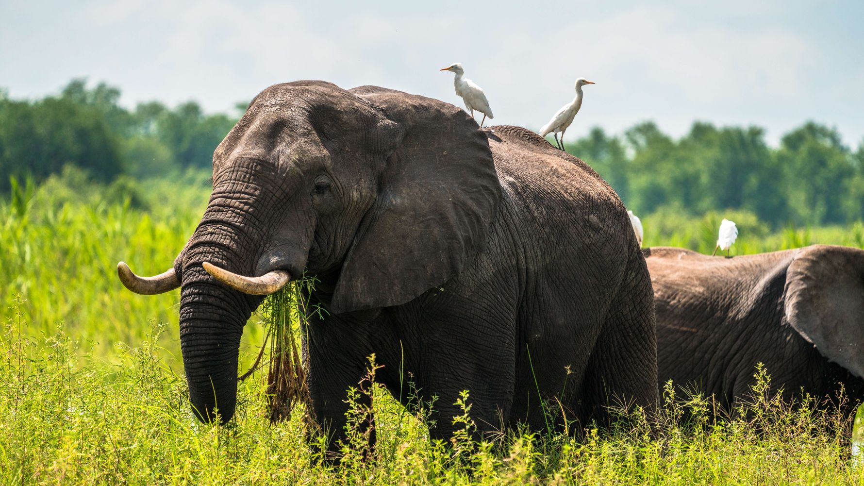 reiseorte-malawi-liwonde-nationalpark-elefanten