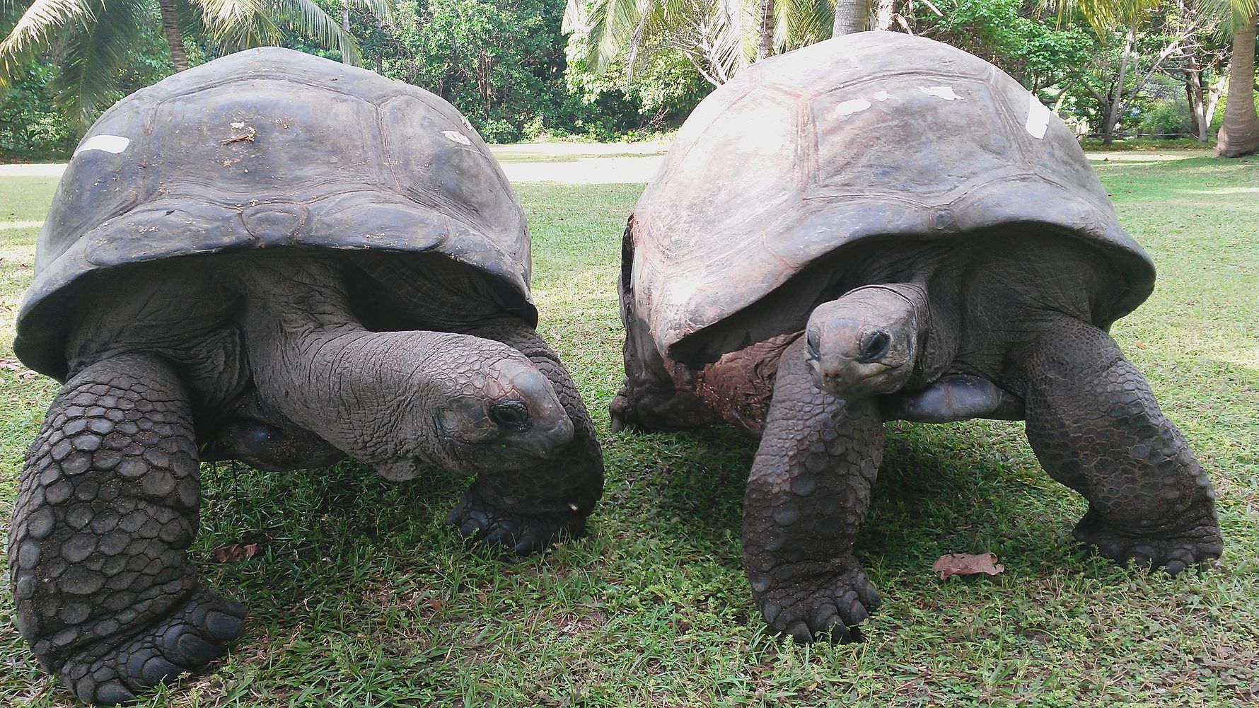 freiwilligenarbeit-seychellen-schildkroete