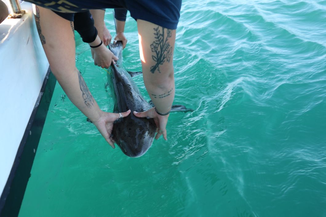 Ein kleiner Hai wird zurueck ins Meer entlassen