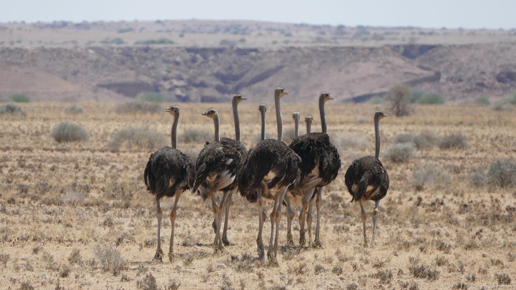 Straussen sind die an die Wueste am besten angepasstesten Voegel