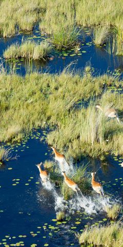 safari-botswana-delta-delights-okavango-delta-antelopes-bird-view