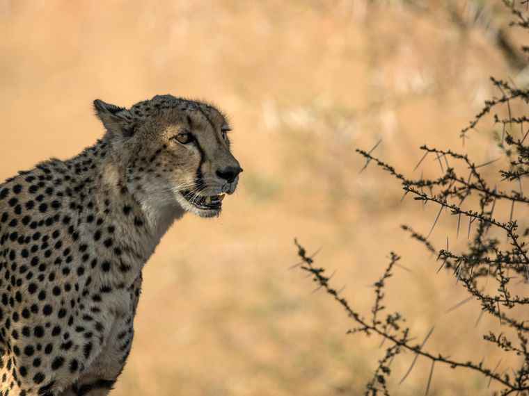 natur-und-rangerkurs-kenia-field-guide-level1-gepard-natucate