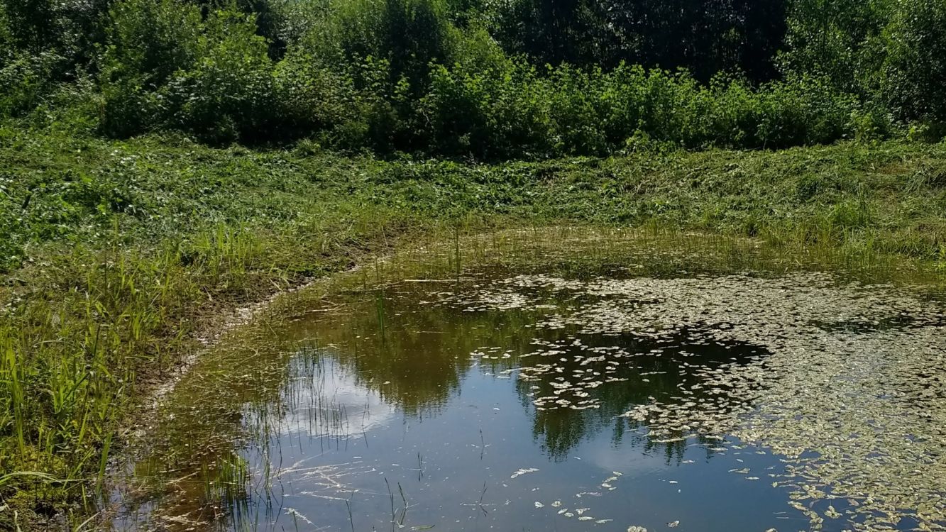 Swamp area in the Estonian region of Haanja