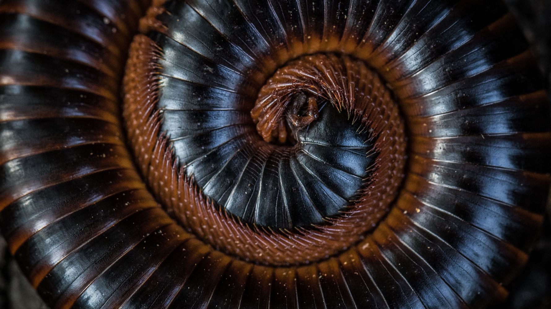 Rangerkurs: Ein Doppelfuesser im Kreis zusammengerollt um sich vor Gefahren zu schuetzen