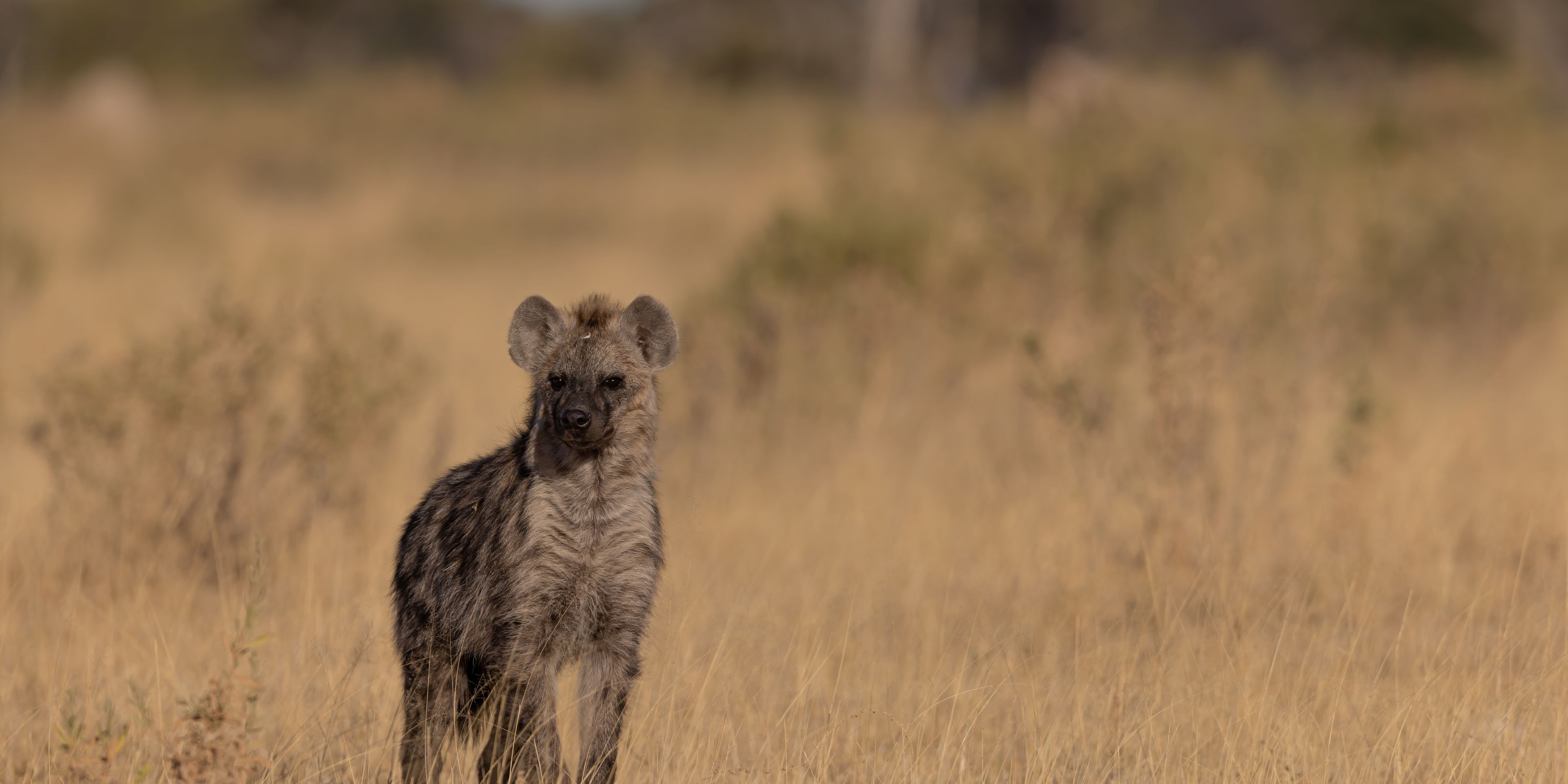 Hy&auml;ne in der Savanne in Botswana