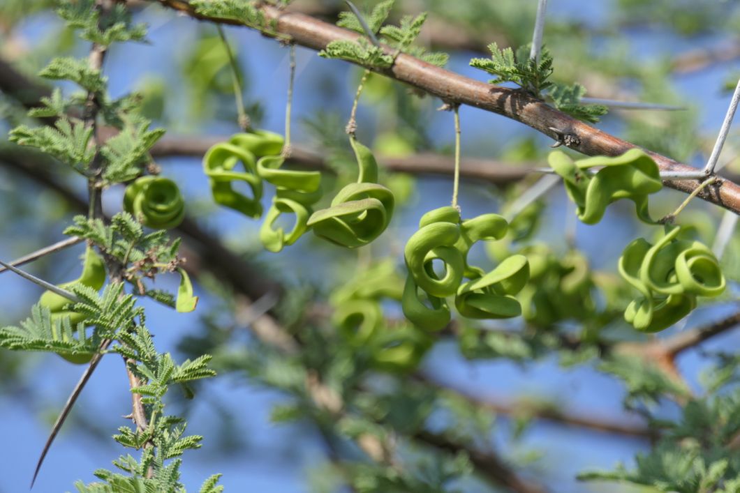 Nahaufnahme einer wilden Pflanze mit bohnenartigen Samen zur Pflanzenkunde waehrend einer Naturreise Nahaufnahme einer wilden Pflanze mit bohnenartigen Samen zur Pflanzenkunde waehrend einer Naturreise