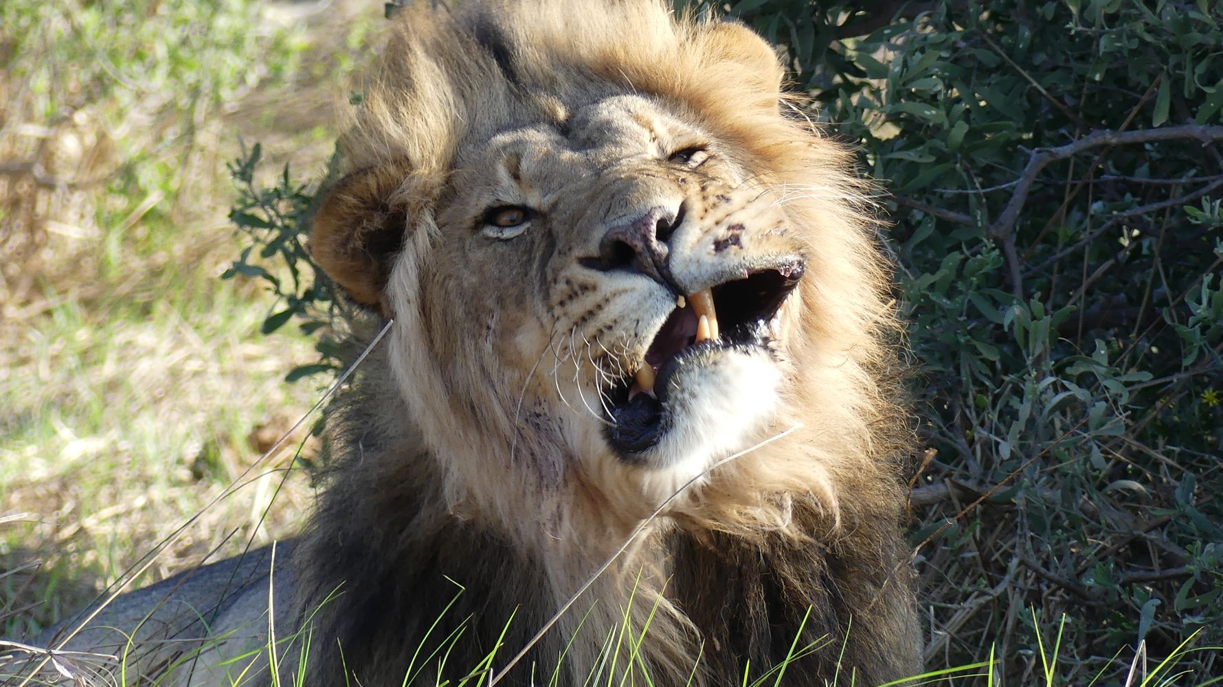 erfahrungsbericht-botswana-kundenfotos-rangerausbildung-loewe-natucate