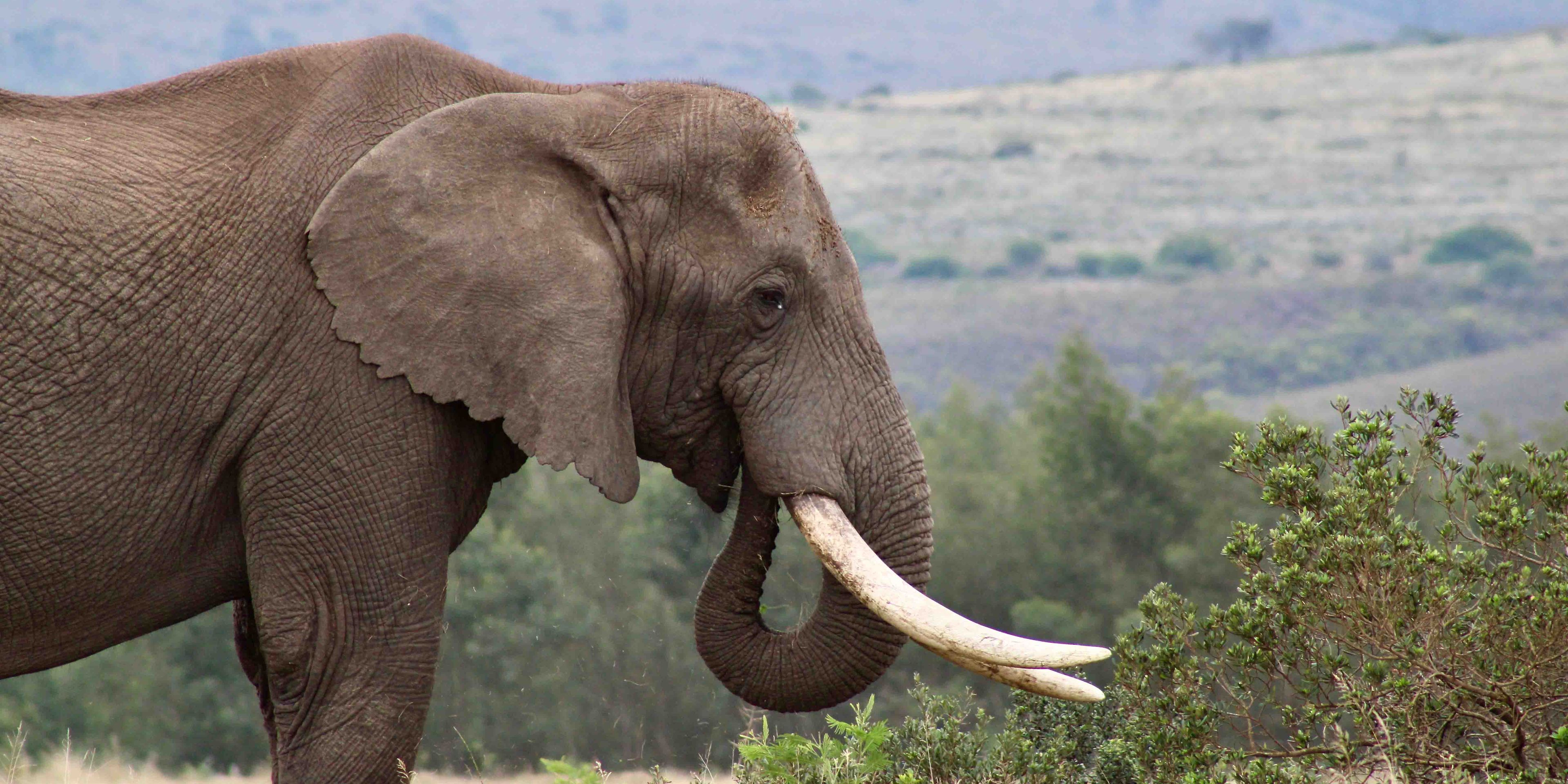 Ein grauer Riese. Ein Afrikanischer Elefant als Rüsseltier beim Fressen.