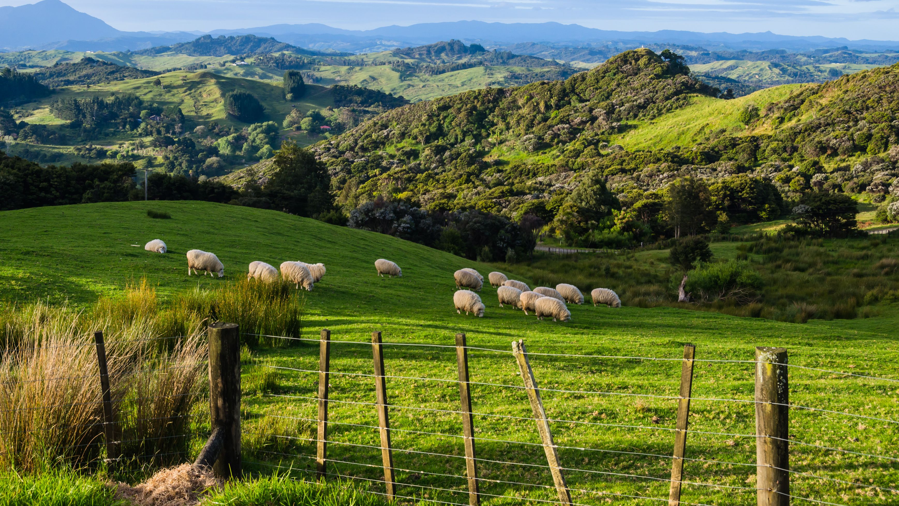 Blick ueber die gruene Huegellandschaft Neuseelands mit grasenden Schafen