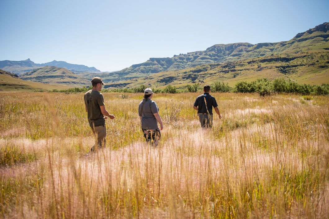 natucate-volunteering-south-africa-drakensberg-vulture-casey-pratt-walk-field