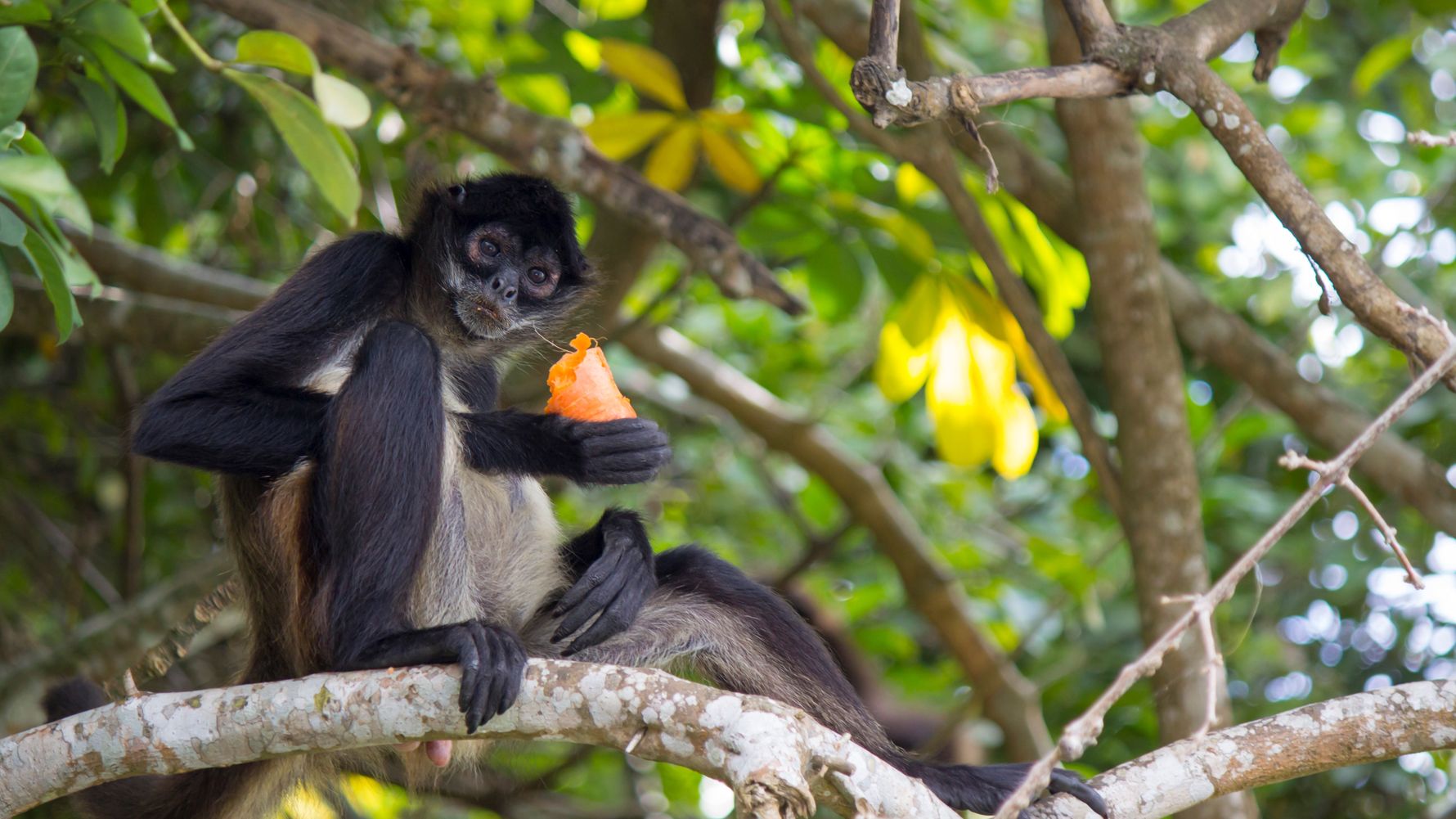 Spider monkey sitting in the tree eating fruit