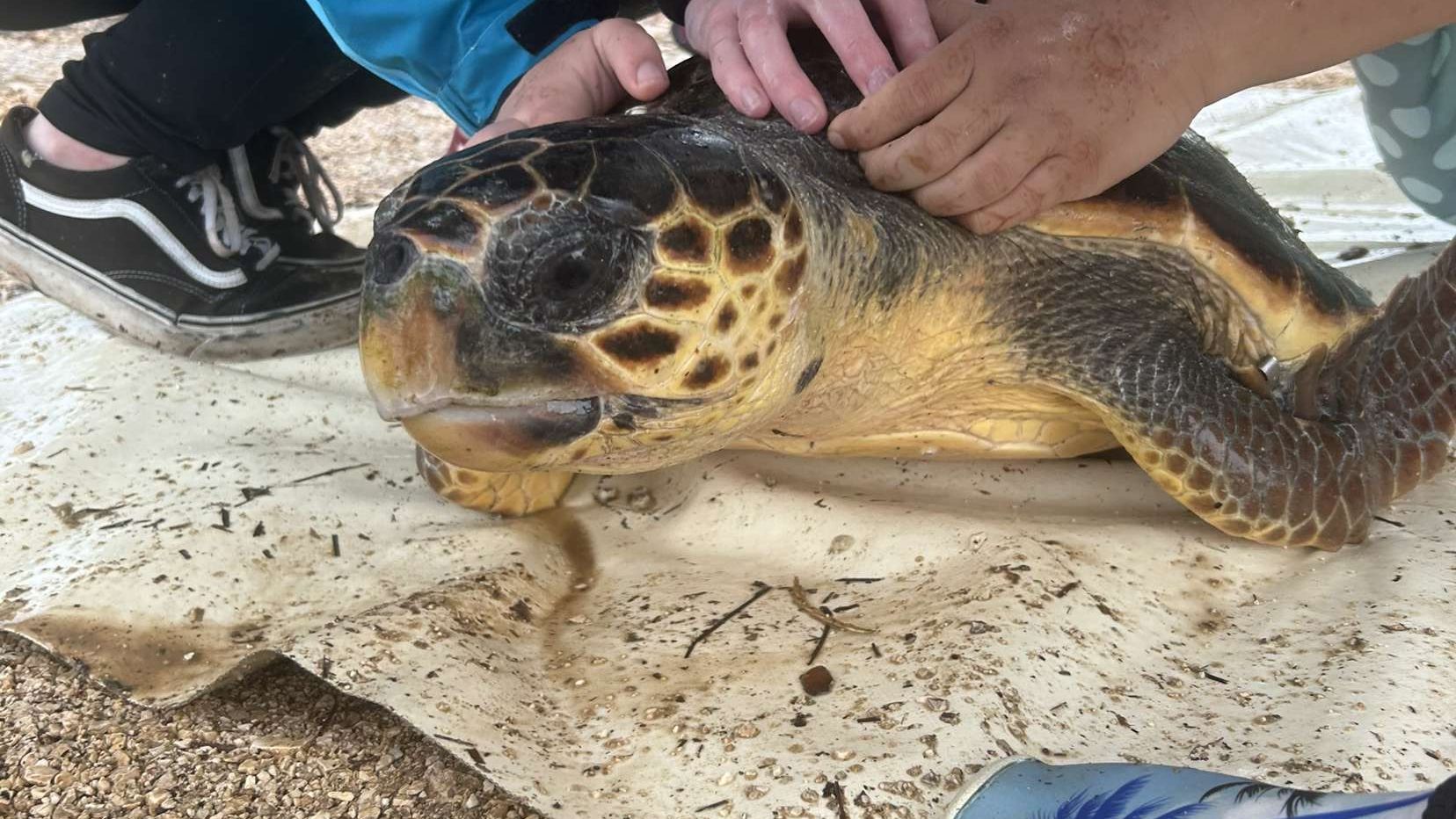 erfahrungsberichte-freiwilligendienst-griechenland-annalena-schildkroeten-tag