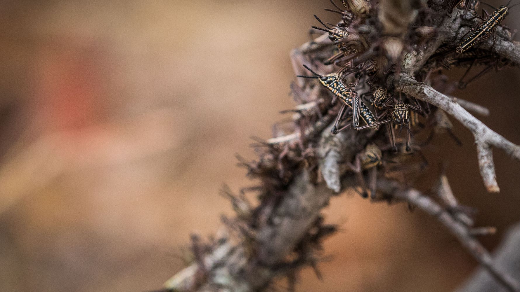 erfahrungsberichte-suedafrika-fgl1-rangerausbildung-kundenfotos-heuschrecken-natucate