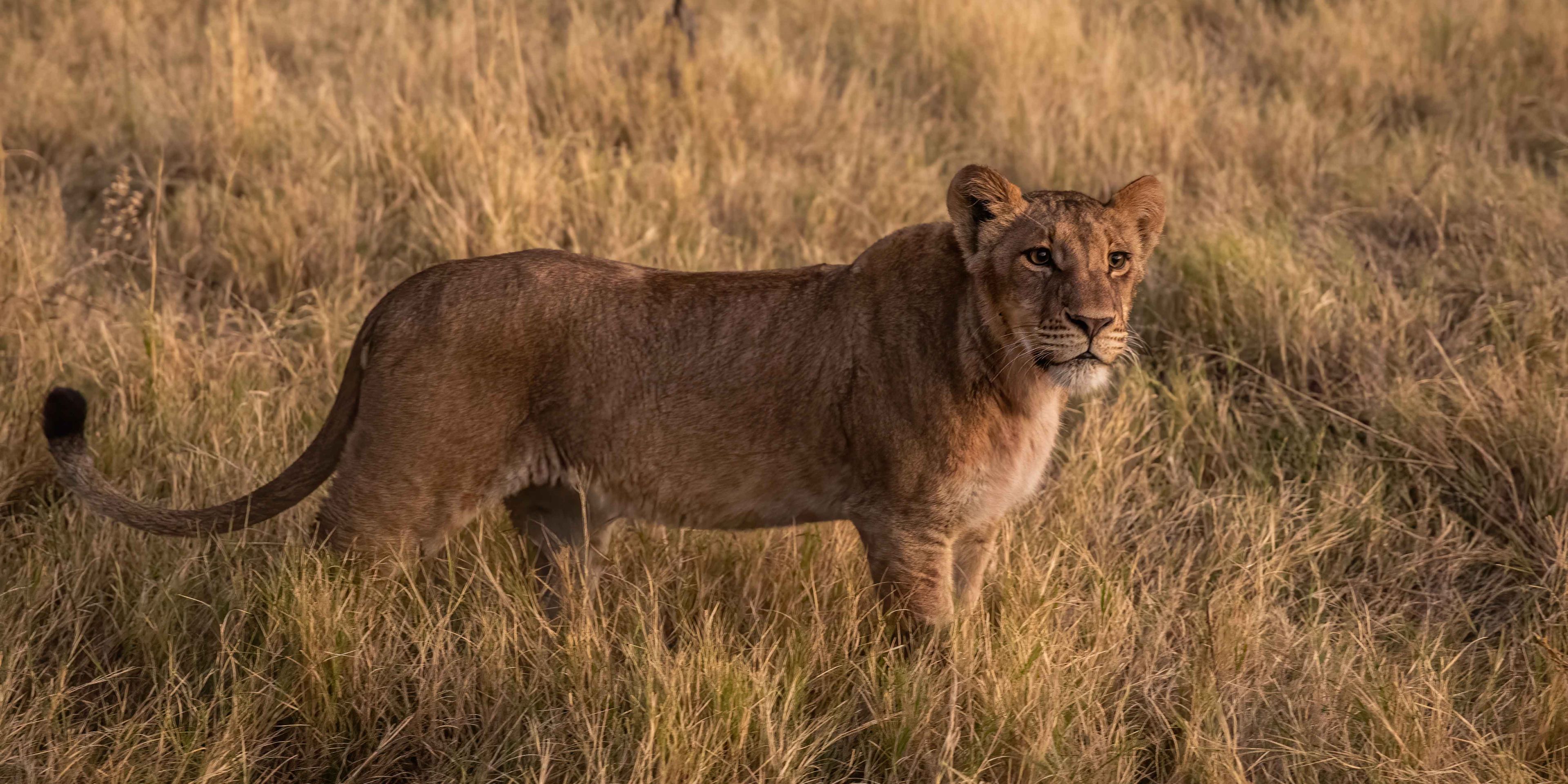 natur-und-rangerkurs-botswana-afrika-san-survival-skills-tracking-loewe-natucate