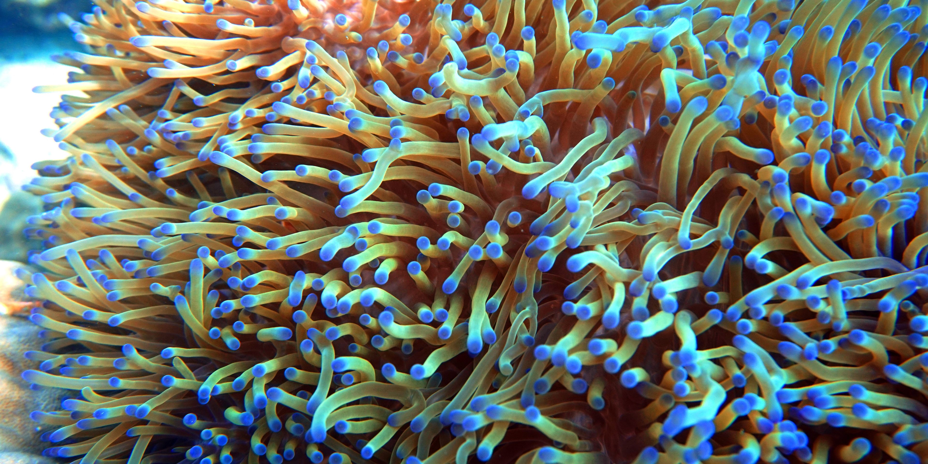 Korellen mit blauen Enden