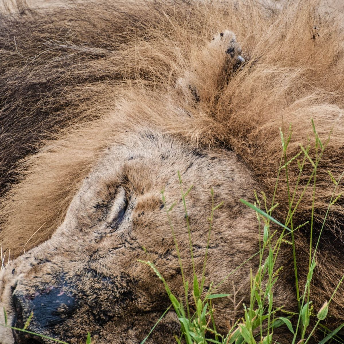 erfahrungsbericht-suedafrika-kundenfotos-rangerausbildung-loewenmaennchen-natucate