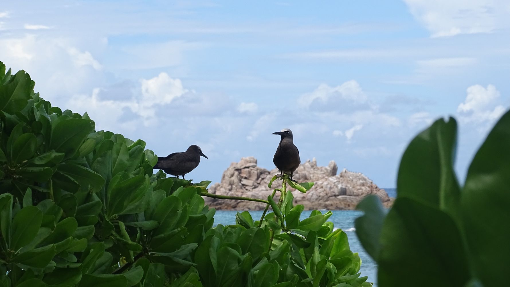 erfahrungsberichte-freiwilligenarbeit-seychellen-cousin-island-lisa-schwarzer-vogel-klippe