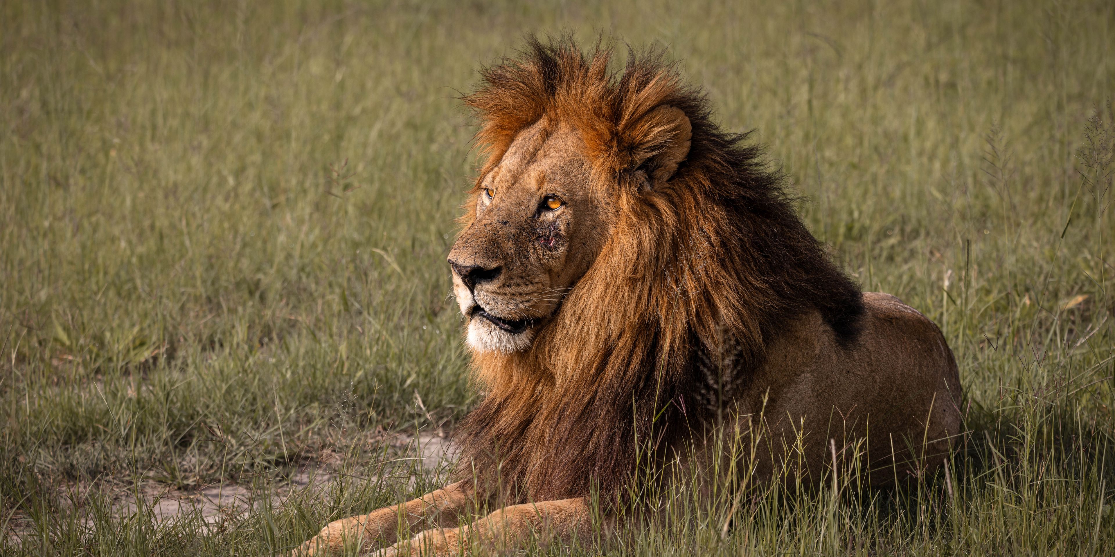 natucate-pwe-botswana-khwai-lion