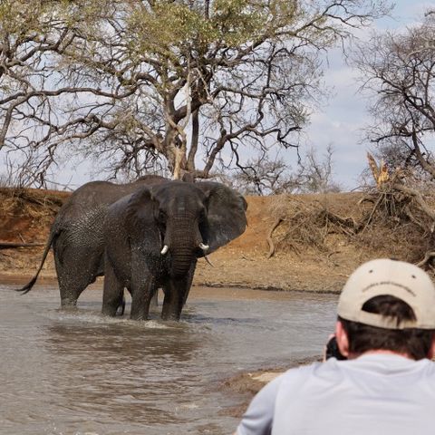 erfahrungsberichte-rangerkurse-field-guide-level-1-linda-elefant-im-wasser