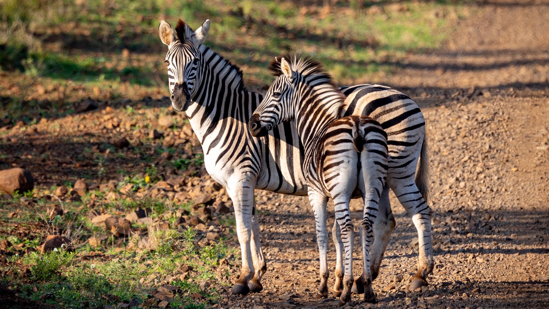 erfahrungsberichte-freiwilligenarbeit-suedafrika-fgl1-martina-zebra-natucate