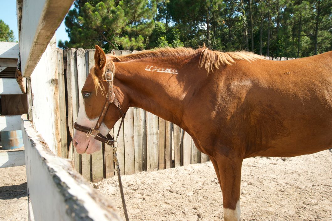Freiwillige Helfer stehen gemeinsam mit ihren Pflegepferden auf einer Wiese in Florida