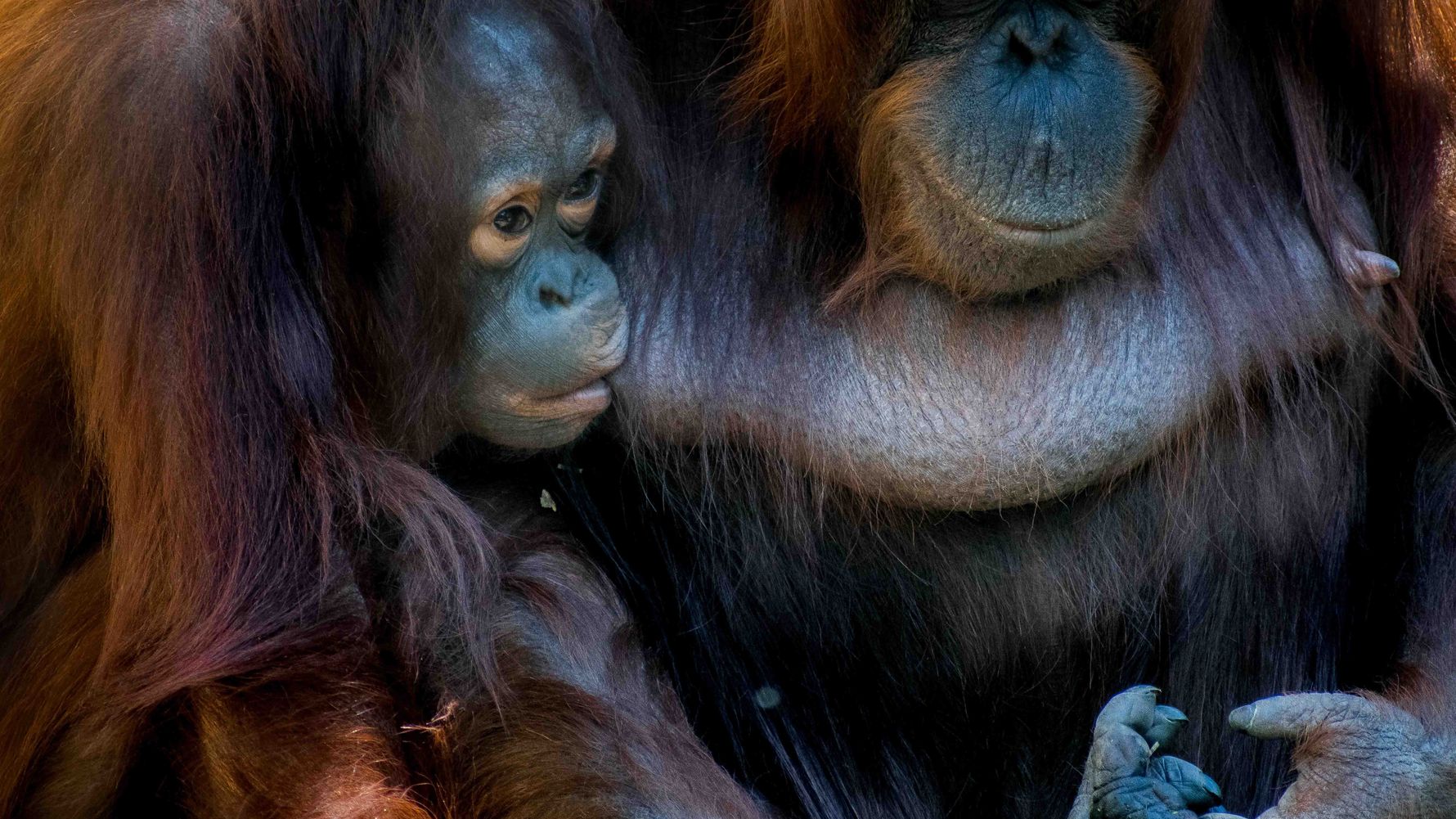 Ein Orang-Uta Weibchen, beheimatet in den Regenwälder Borneos und Sumatras in Indonesien, säugt ihr Junges.