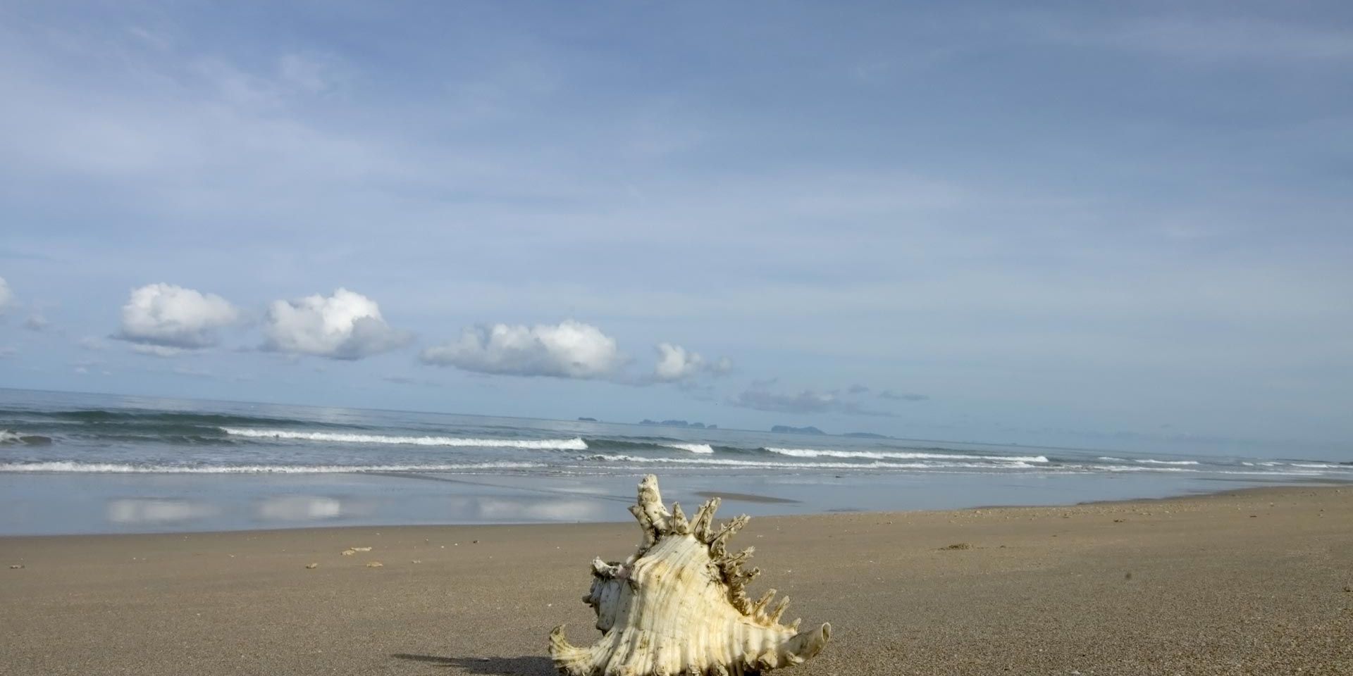 A sea shell on a sandy beach in Thailand; the ocean in the backround