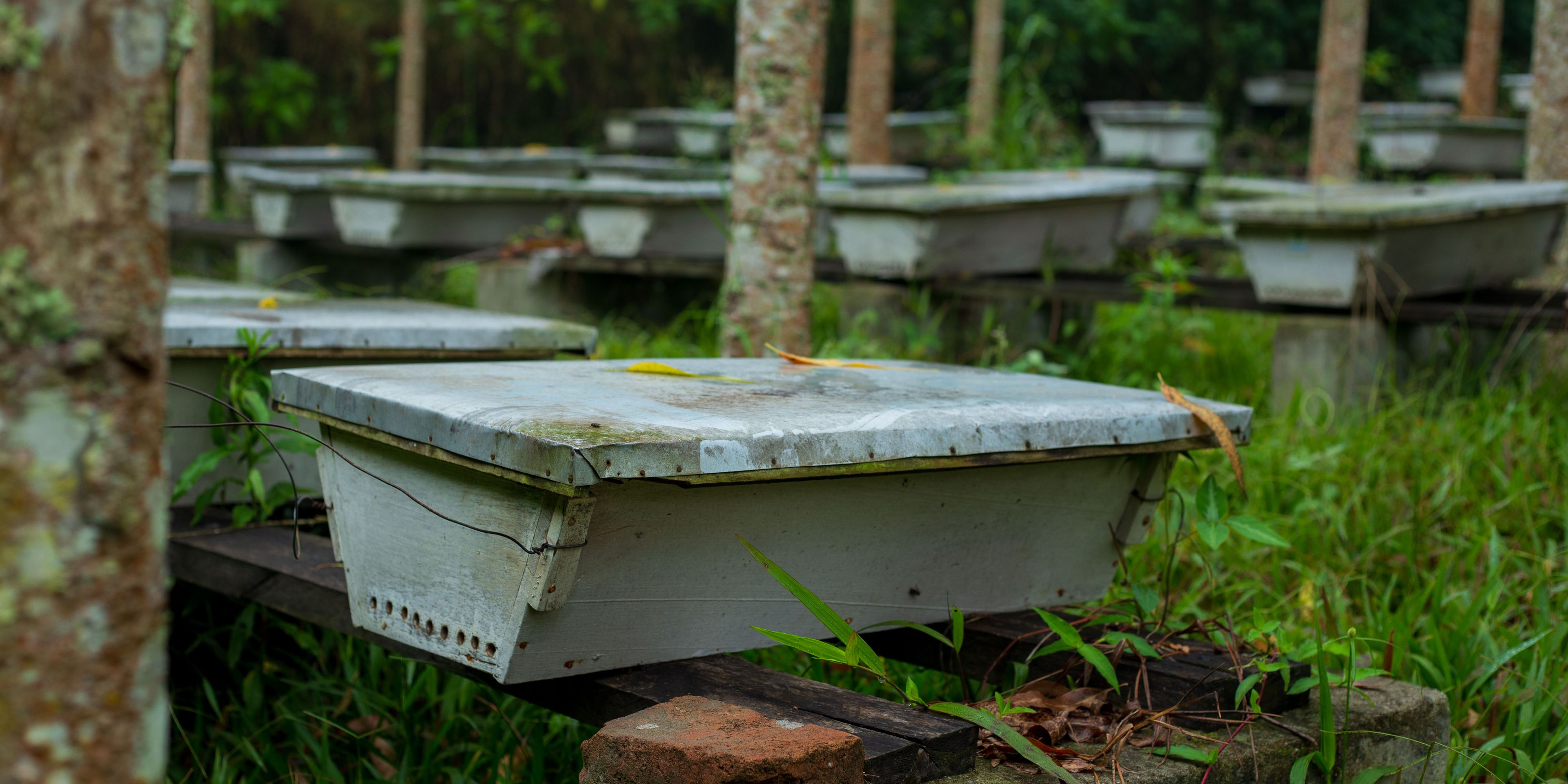 freiwilligenarbeit-uganda-schutzhasten-bienen