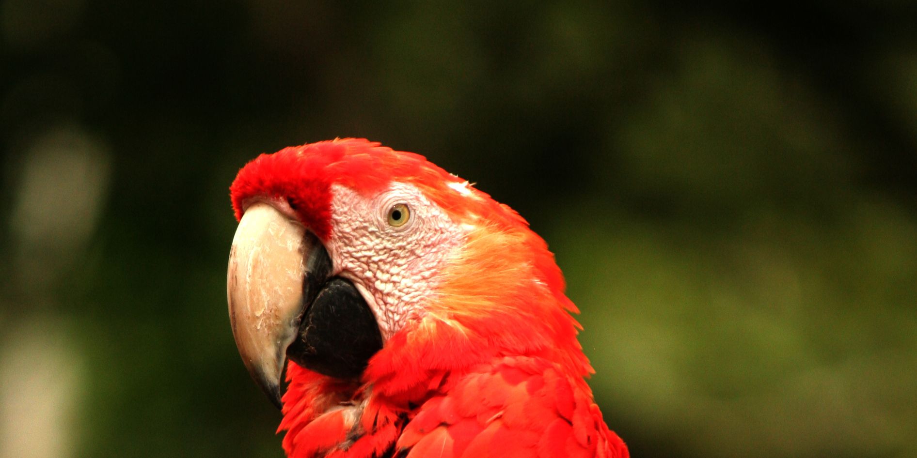 Sichtung eines Papageis im Rahmen einer Ornithologie Unterrichtsstunde der angehenden Ranger in Peru