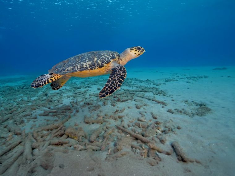 Meeresschildkr&ouml;te Unterwasser