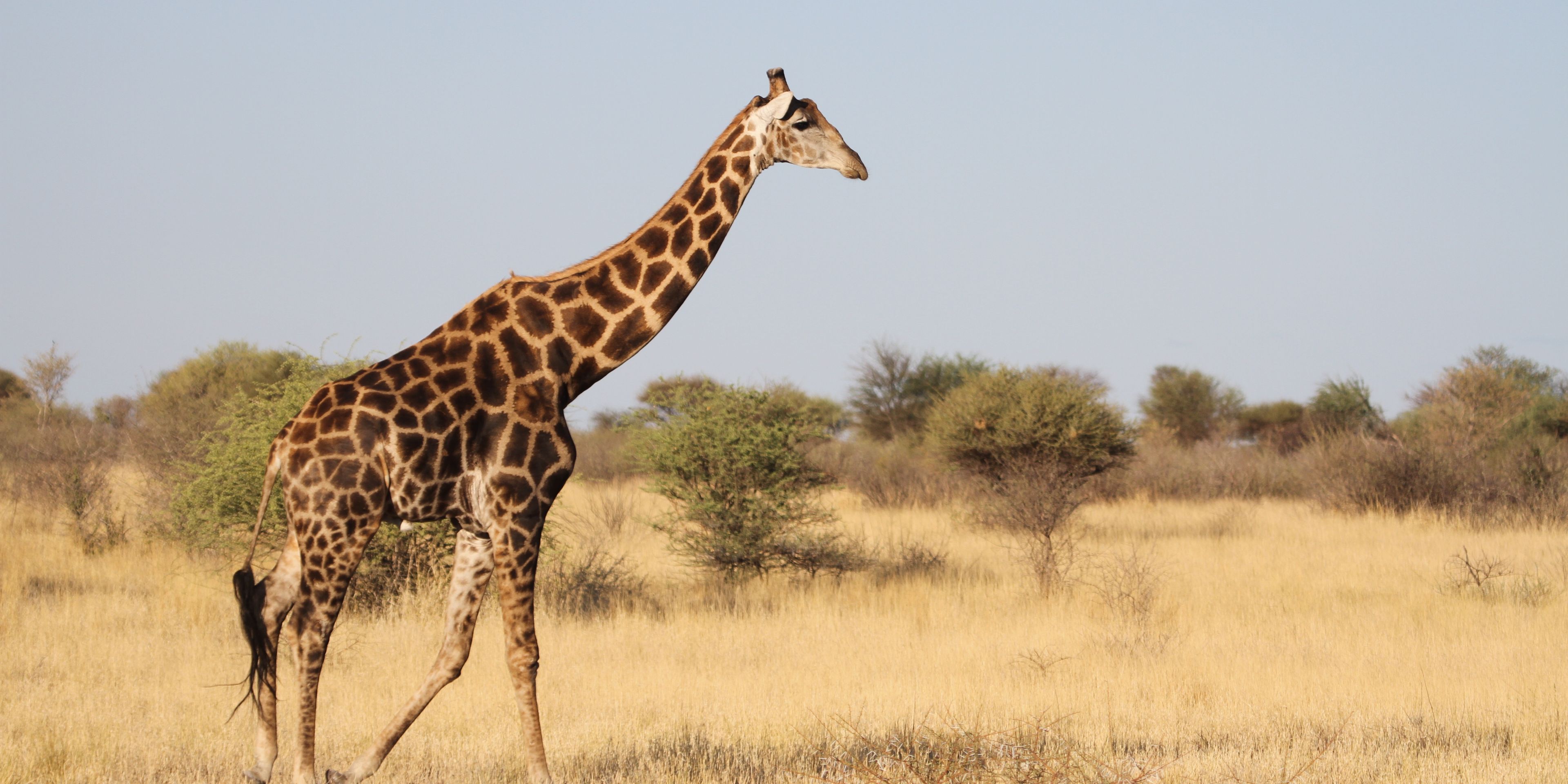 safari-botswana-kalahari-trifft-khwai-giraffe