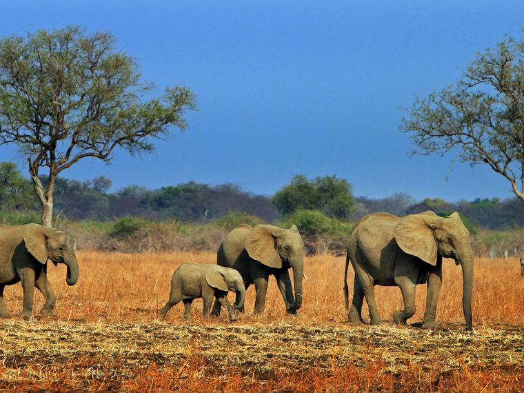blog-ratgeber-sambia-suedluangwa-nationalpark-elephanten-natucate