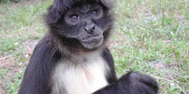 Ein Klammeraffe in unserem Volunteerprojekt zum Schutz notleidender Wildtiere in Florida