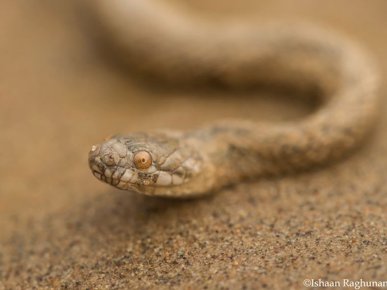 Rangerausbildung: Eine blaue Schlange liegt auf einem Campschild