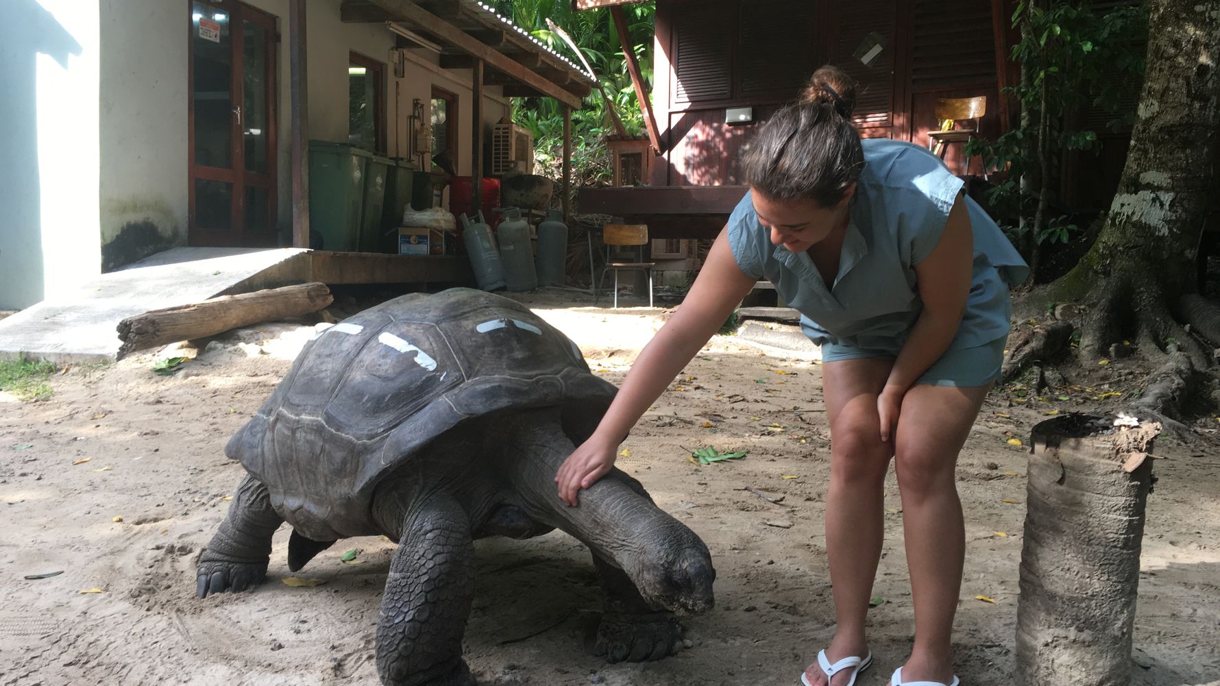 Eine freiwillige Helferin pflegt eine Landschildkroete
