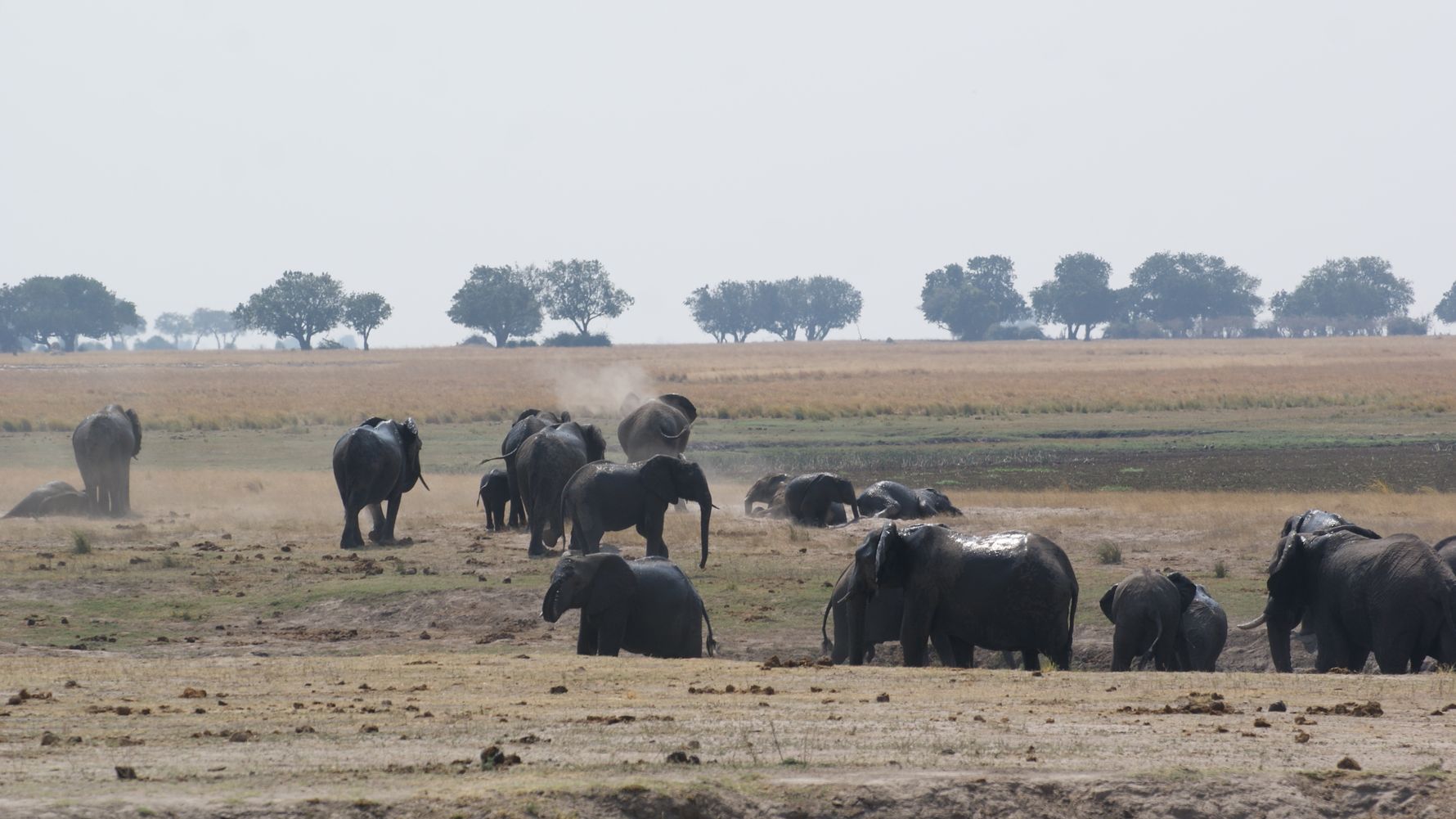 Artenschutz im suedlichen Afrika: Eine Elefantenherde bewirft sich nach einem Bad im Wasserloch mit Staub