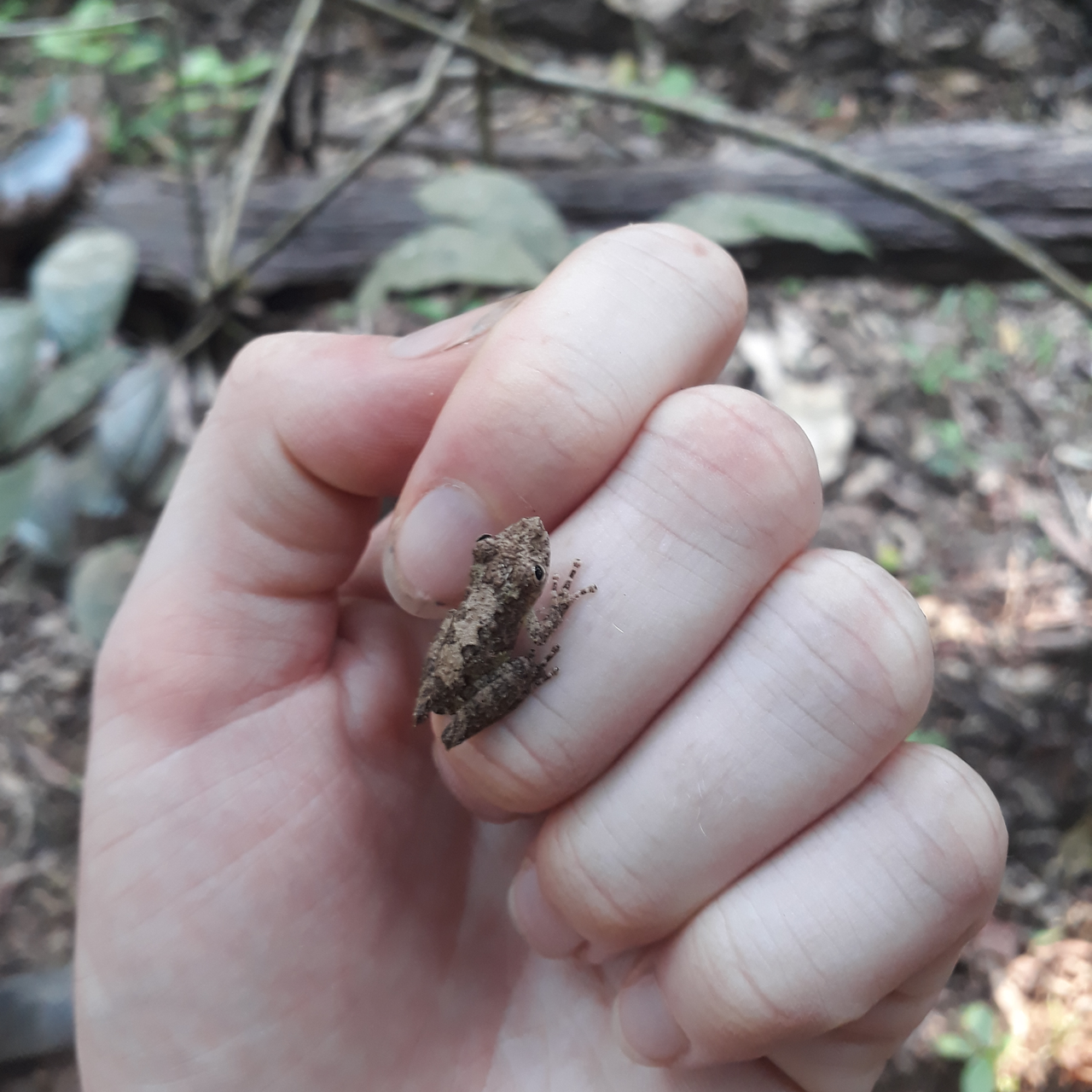 erfahrungsbericht-peru-mira-grafe-insekt2