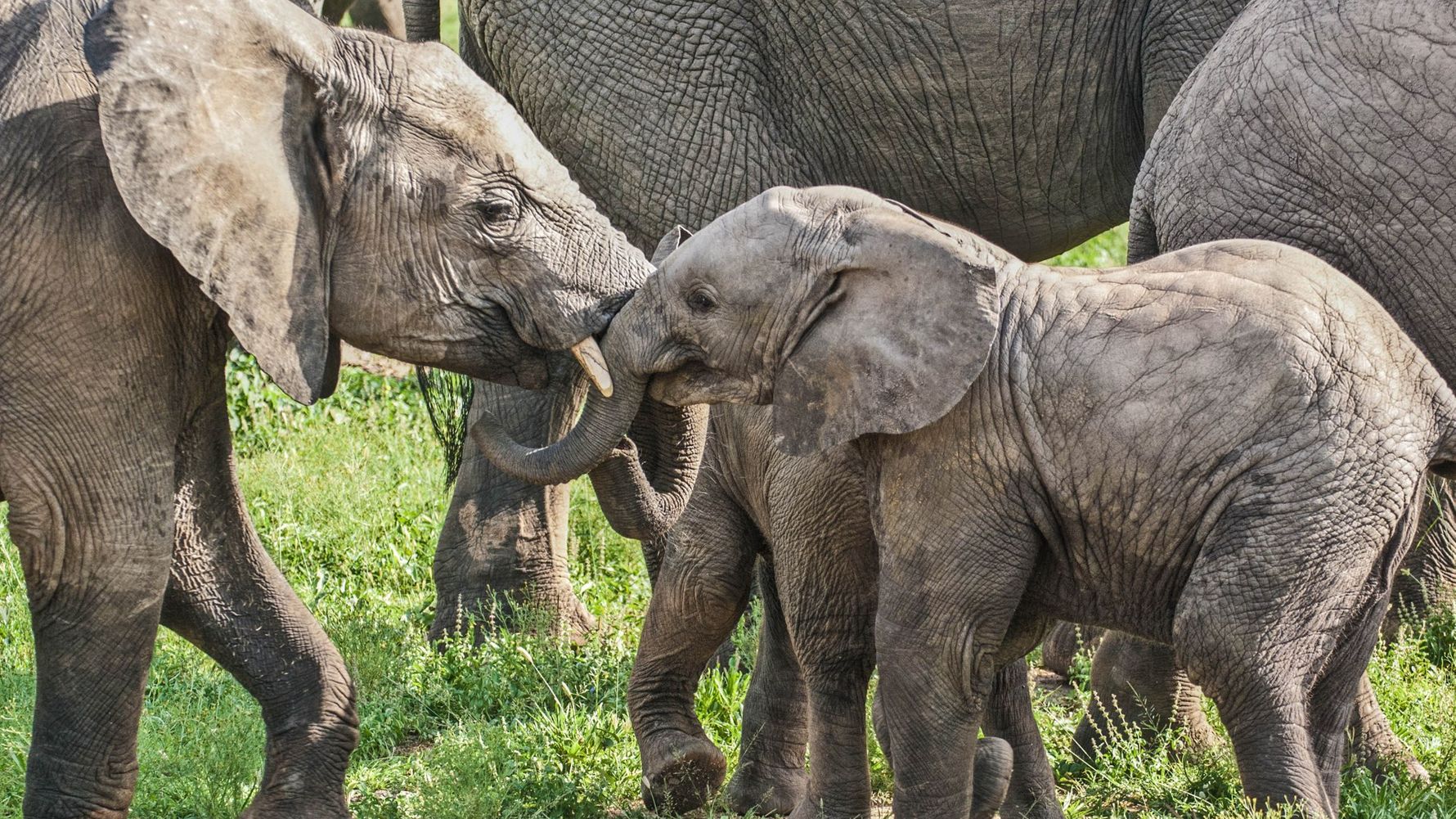 erfahrungsbericht-suedafrika-kundenfotos-rangerausbildung-elefanten-natucate