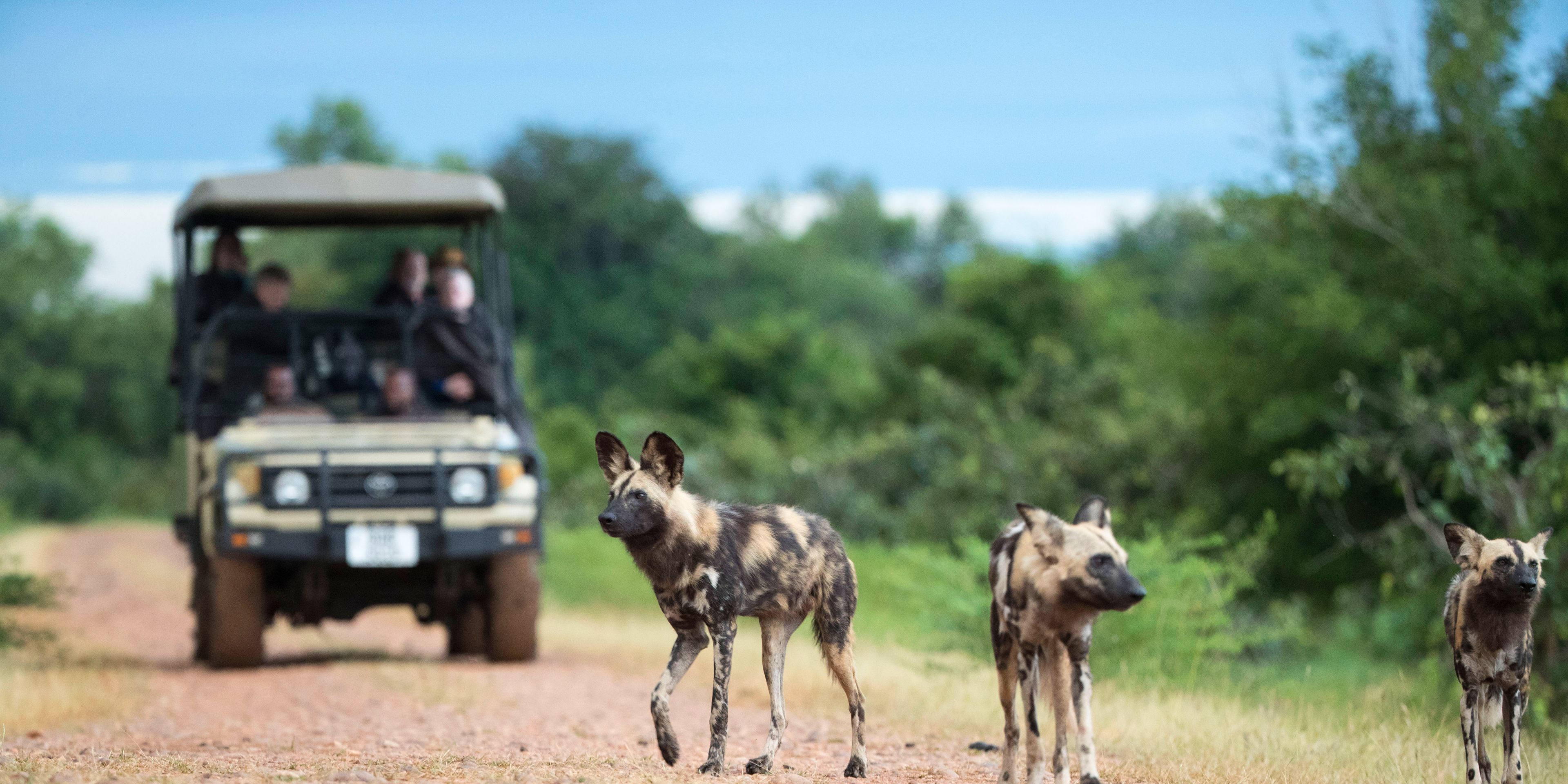safari-sambia-south-luangwa-lower-zambezi-game-drive-wilddogs-strasse-natucate
