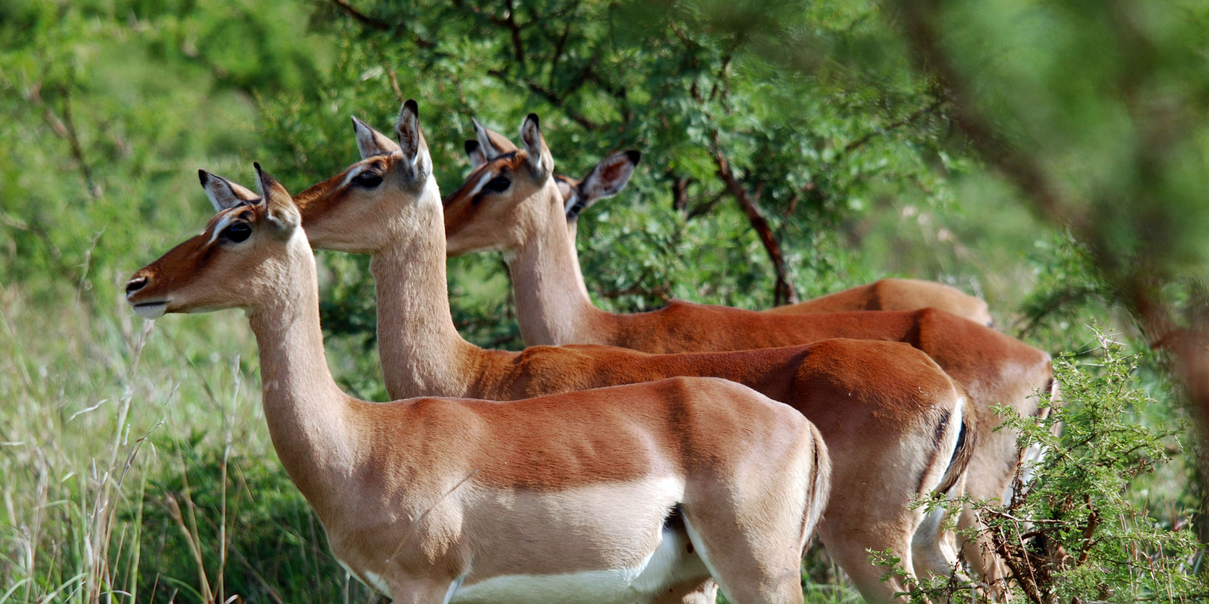 natucate-internship-south-africa-zululand-impalas