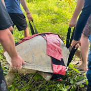erfahrungsberichte_freiwilligendienst_costa-rica-julia-turtle_help