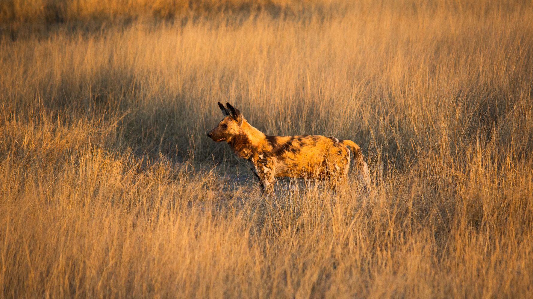 Wildhund im hohen Grad