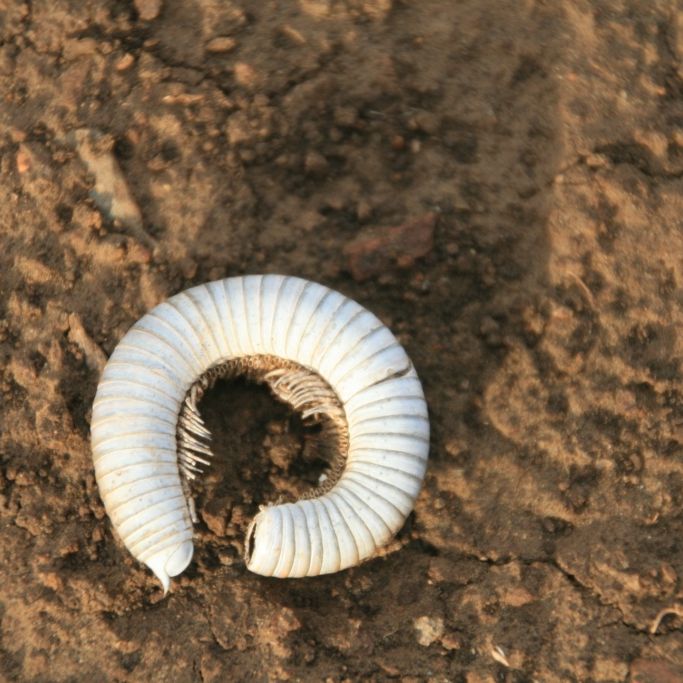erfahrungsbericht-suedafrika-kundenfotos-sabbatjahr-insekt-natucate