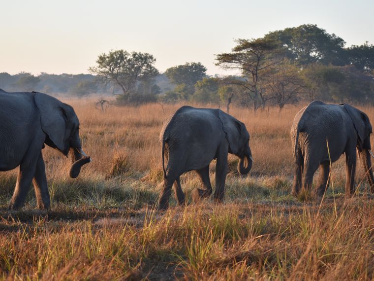 Aufnahme von drei hintereinander laufenden Elefanten im Kafue Nationalpark in Sambia