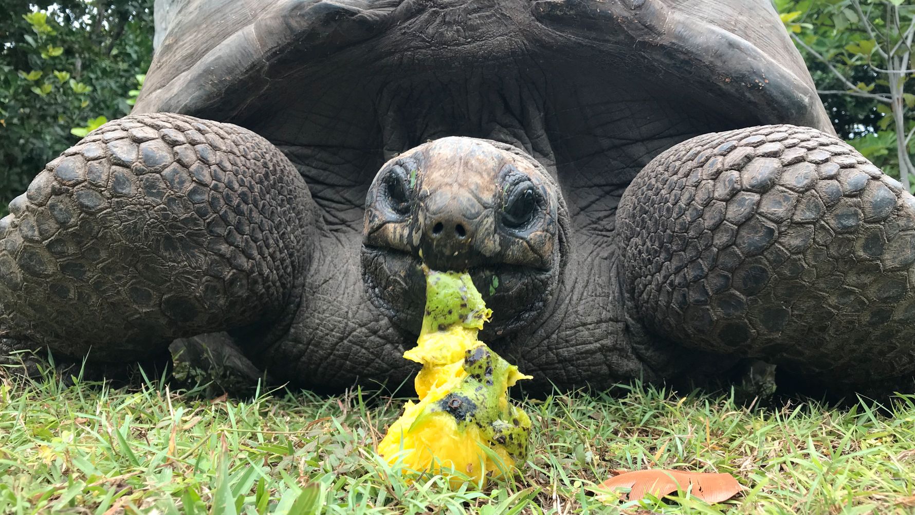 freiwilligenarbeit-seychellen-schildkroete-futter-erfahrungsbericht-artenschutz-natucate